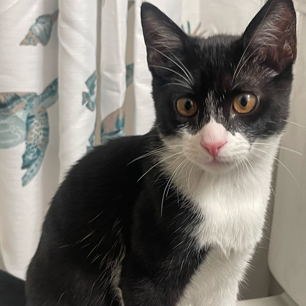 Meet your Posher, Janet